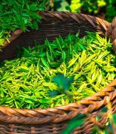Virgin Green Tea