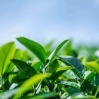 virgin-green-tea-3